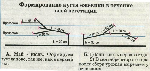 Фото формирования куста ежевики.